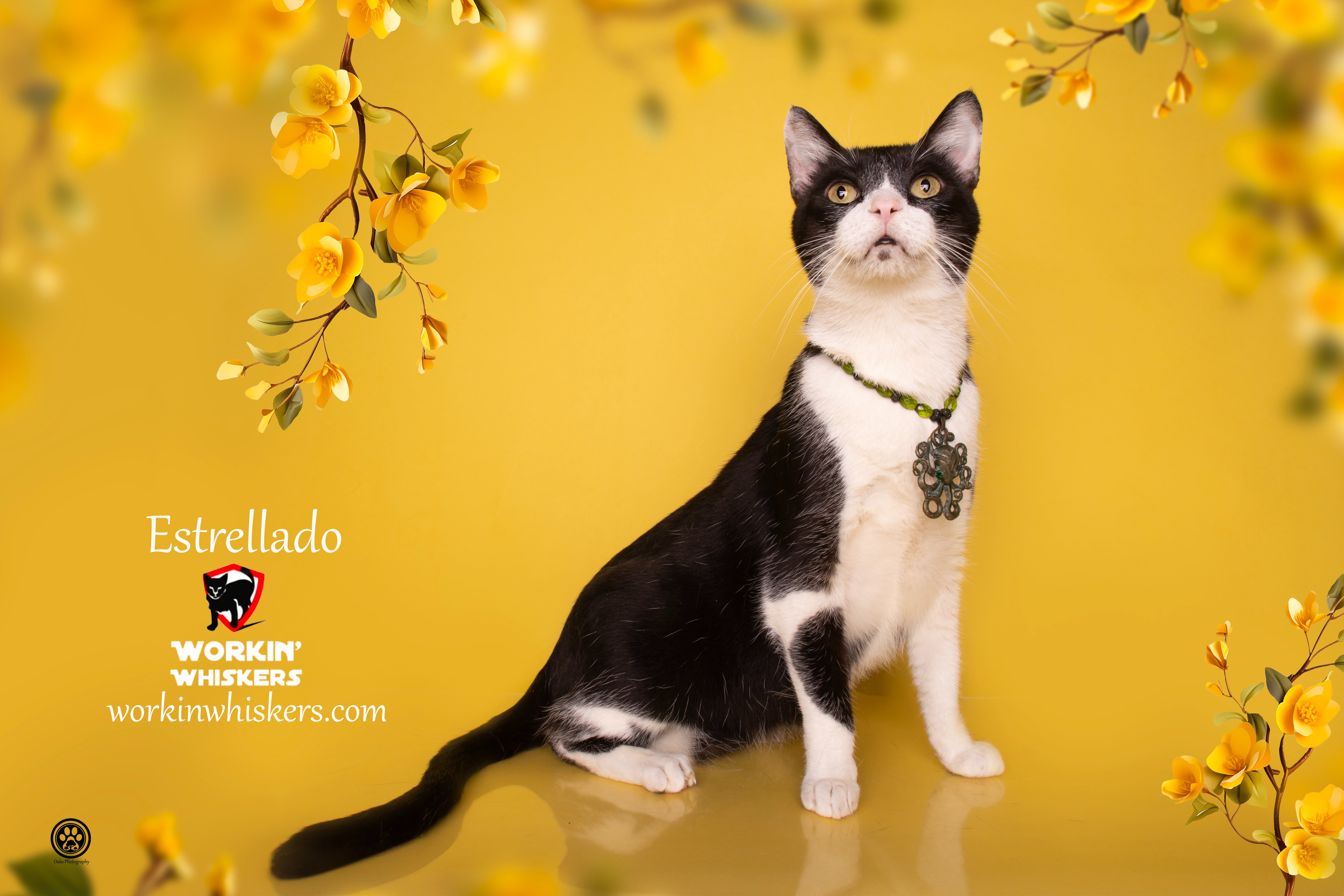 ESTRELLADO, an adoptable Domestic Short Hair, Tuxedo in HEMET, CA, 92544 | Photo Image 3