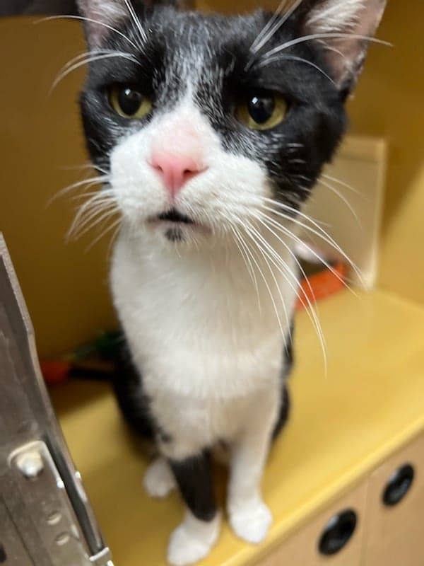 ESTRELLADO, an adoptable Domestic Short Hair, Tuxedo in HEMET, CA, 92544 | Photo Image 4