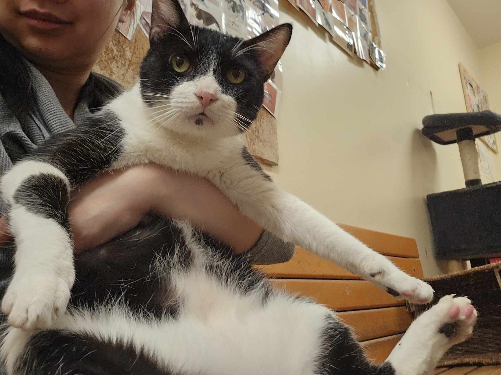ESTRELLADO, an adoptable Domestic Short Hair, Tuxedo in HEMET, CA, 92544 | Photo Image 2