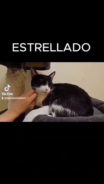 Enlarge ESTRELLADO, a Adoptable mixed breed in HEMET, CA video 6/6