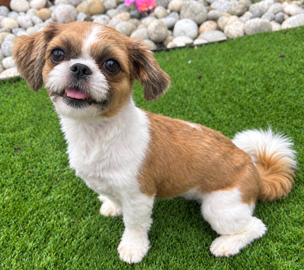 Enlarge LILY, a Adopted mixed breed in Dallas, TX image 1/1