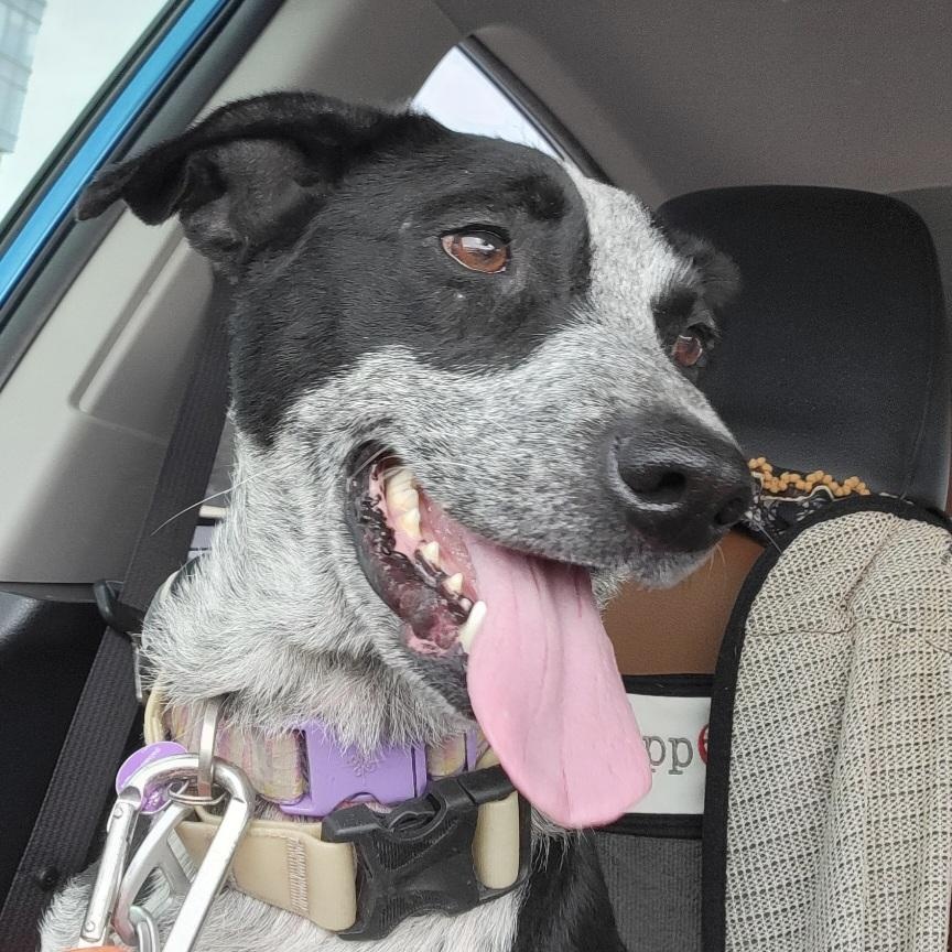 Enlarge Xanadu, an adopted mixed breed in Spring, TX image 2/6