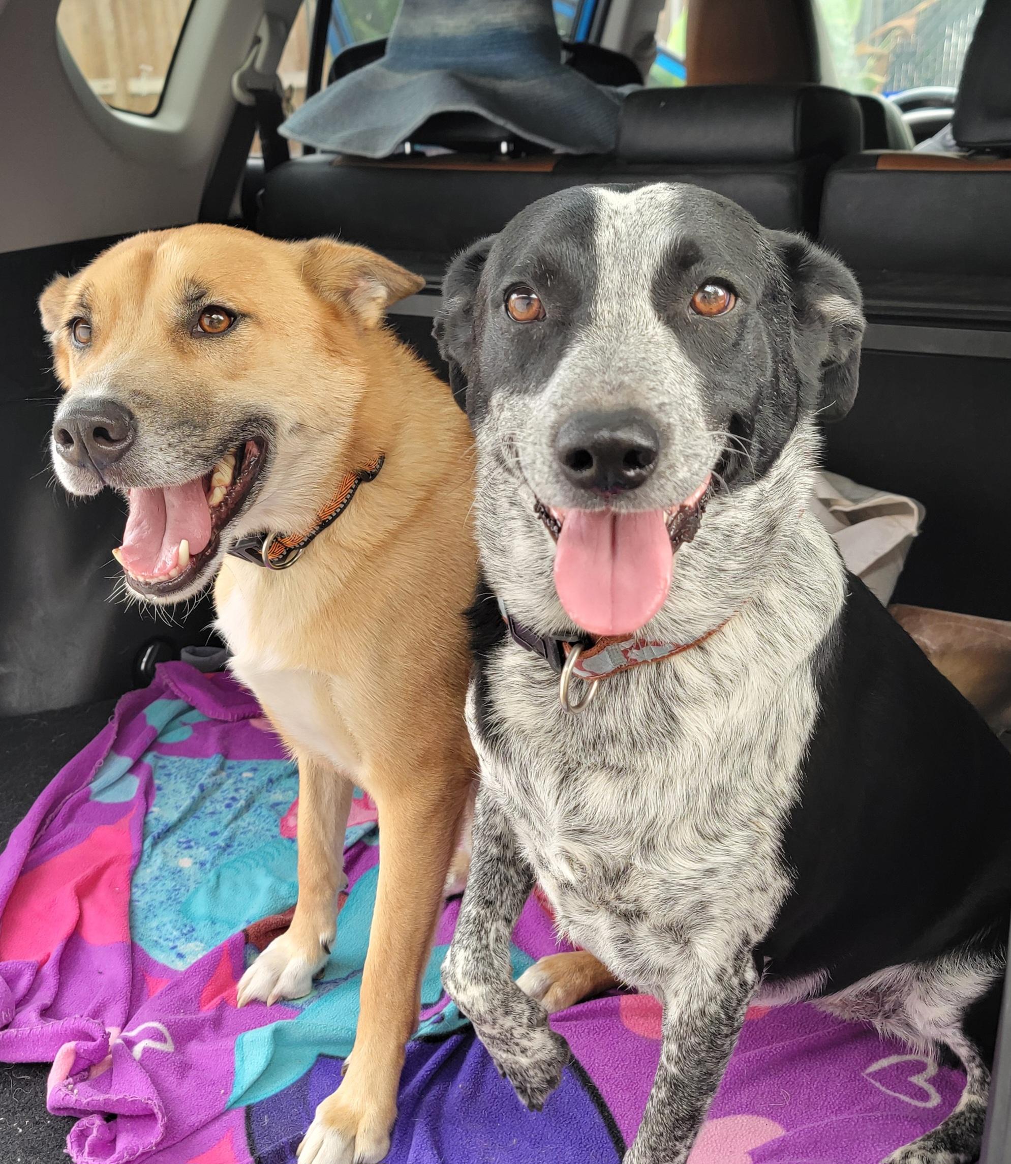 Enlarge Xanadu, an adopted mixed breed in Spring, TX image 4/6