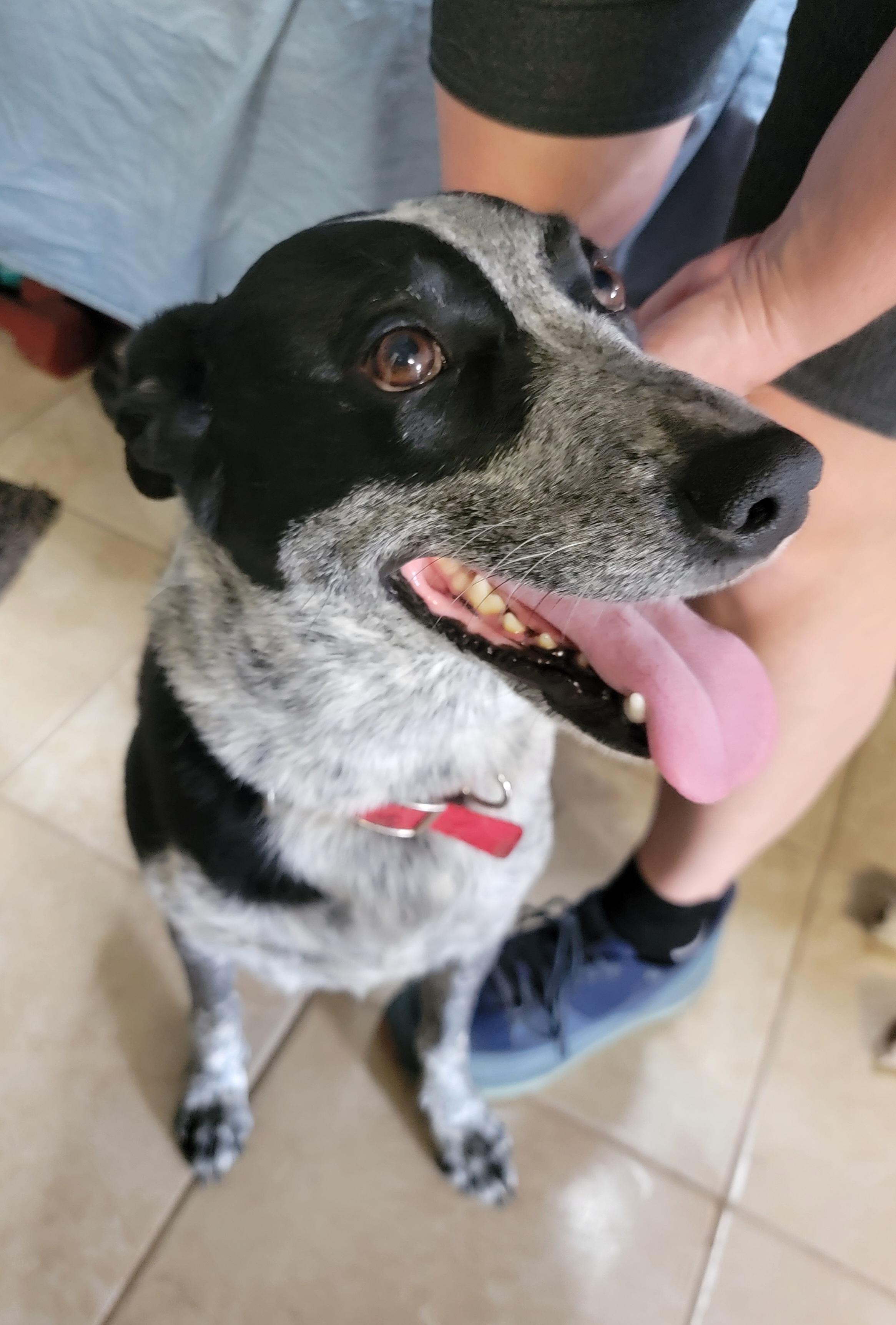Enlarge Xanadu, an adopted mixed breed in Spring, TX image 6/6