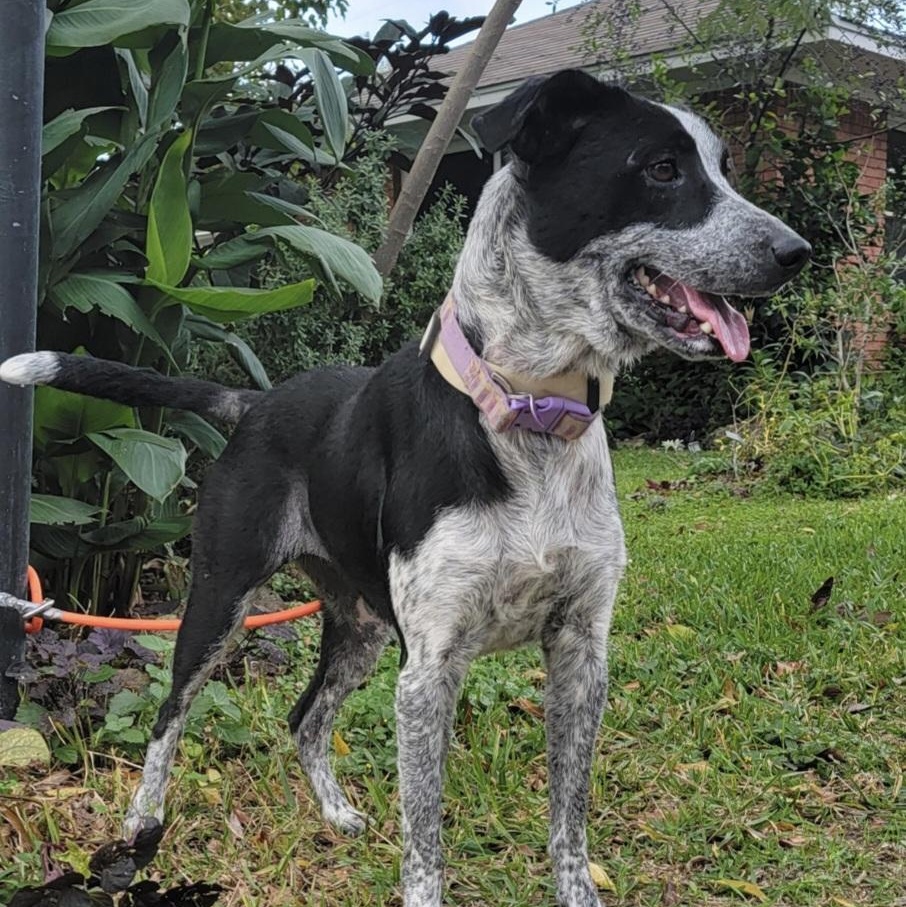 Enlarge Xanadu, an adopted mixed breed in Spring, TX image 3/6
