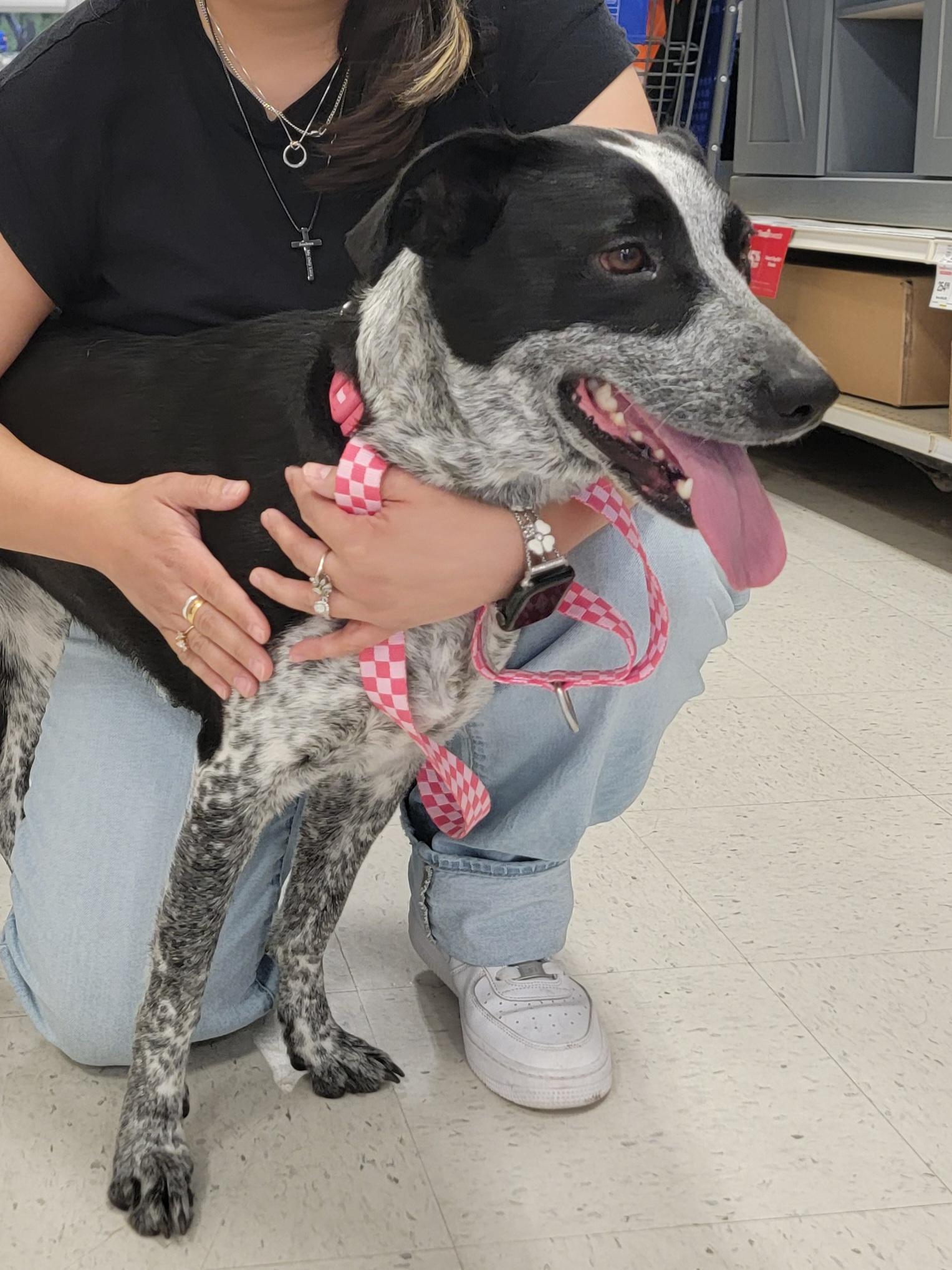 Enlarge Xanadu, an adopted mixed breed in Spring, TX image 5/6
