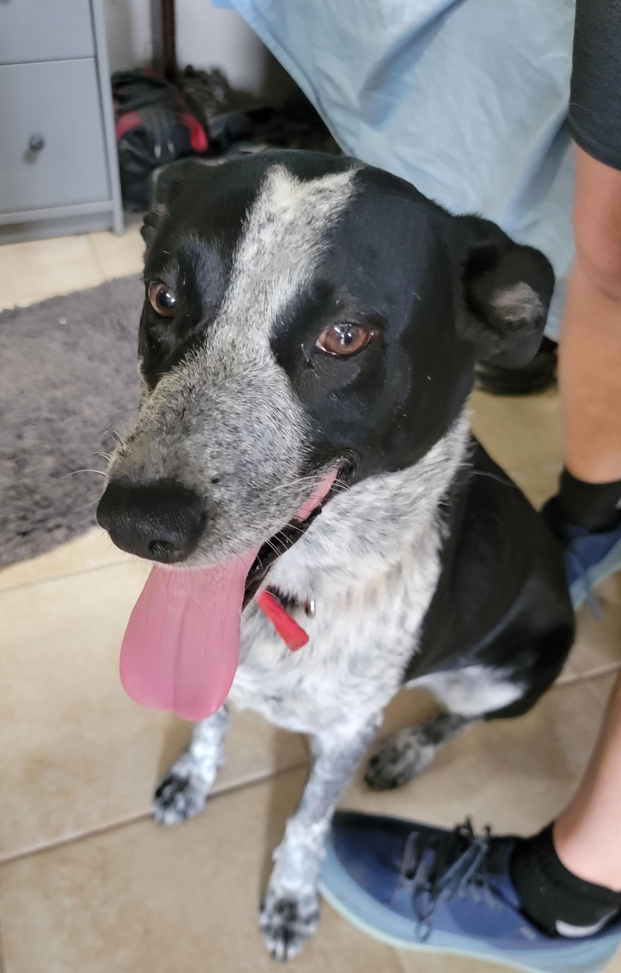 Enlarge Xanadu, an adopted mixed breed in Spring, TX image 1/6