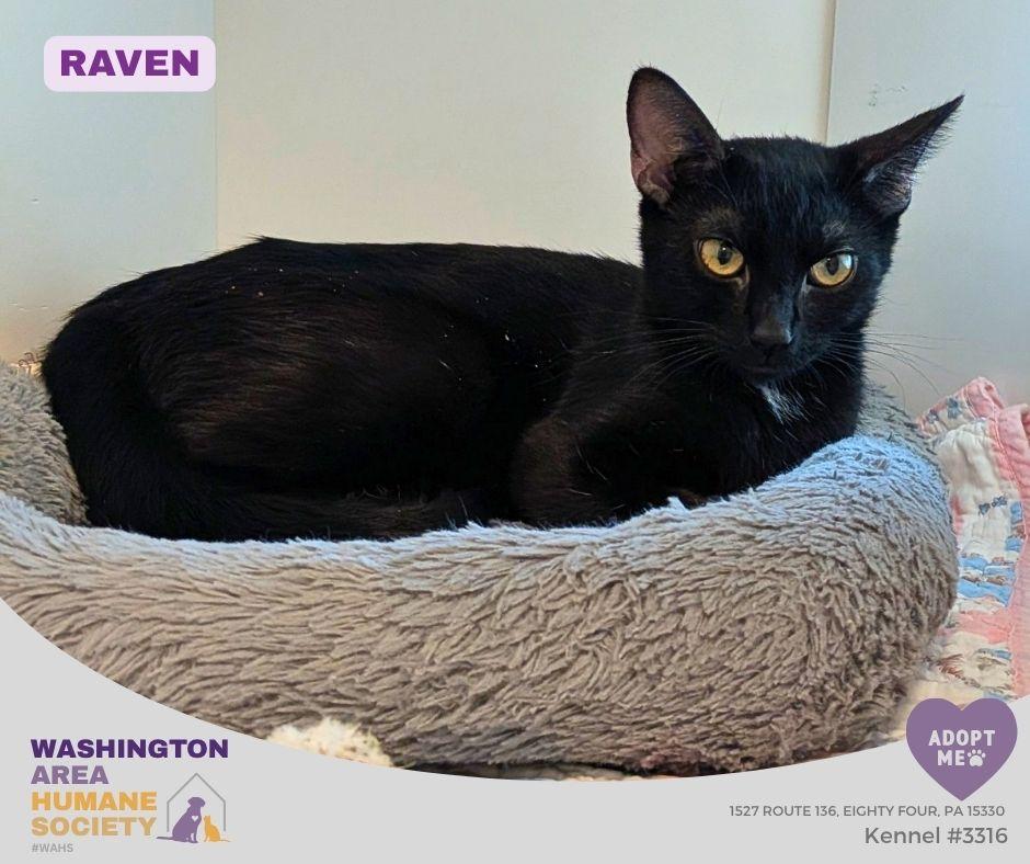 Raven, ADOPTABLE, Adult Female Domestic Short Hair.