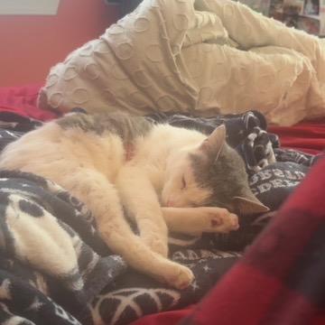 Monkey — thumbnail 2