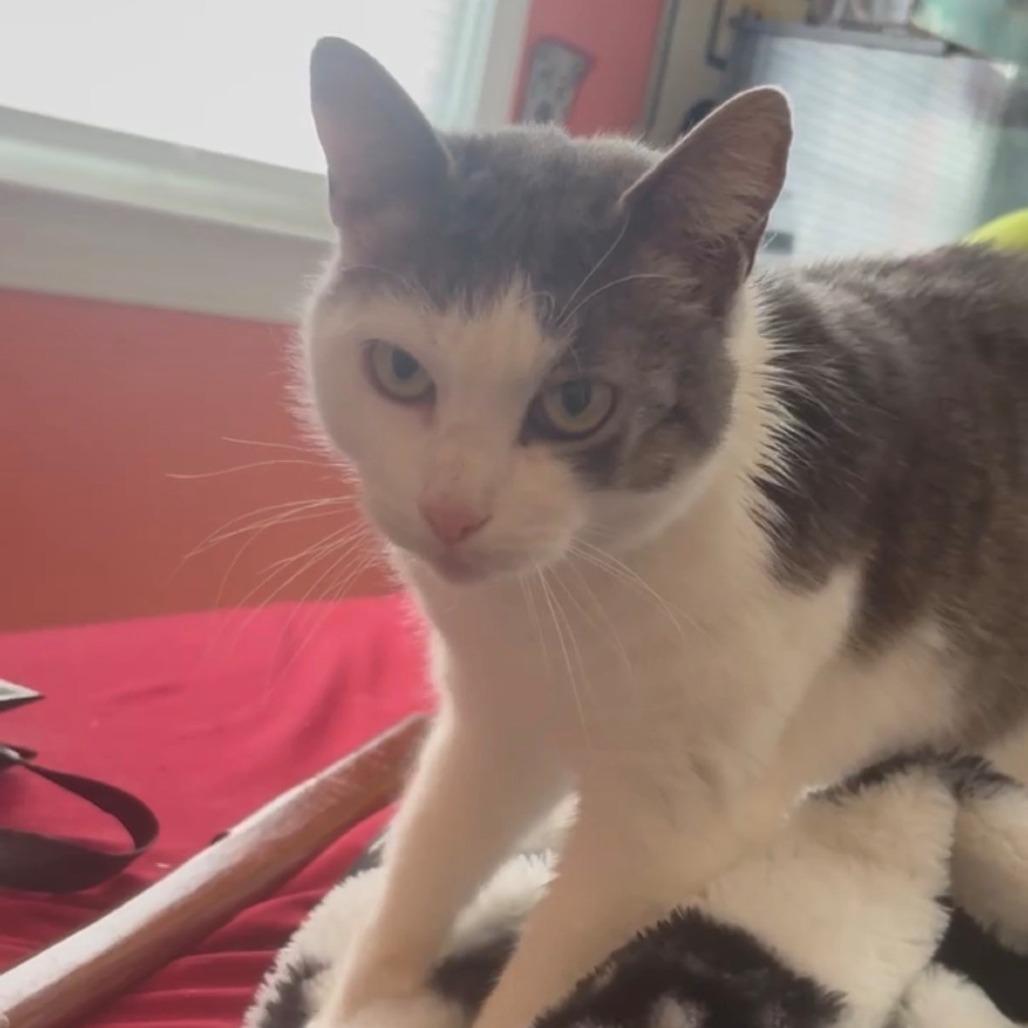 Monkey — thumbnail 3