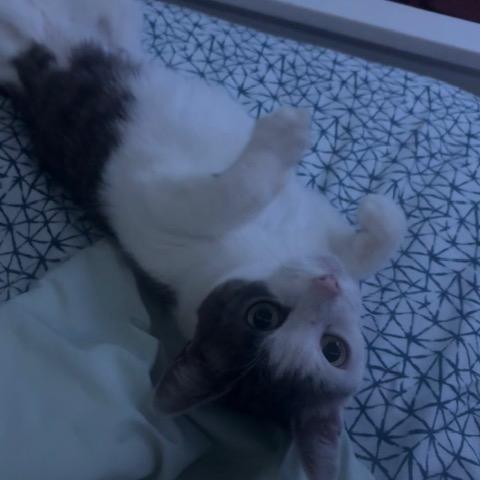 Monkey — thumbnail 4