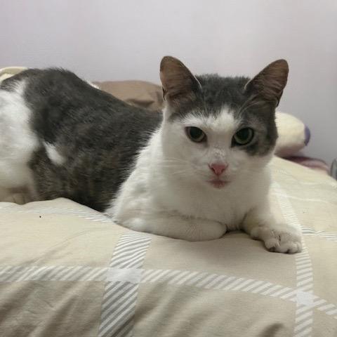 Monkey — thumbnail 5