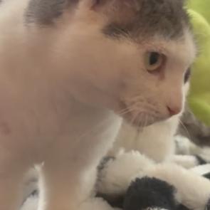 Monkey — thumbnail 6