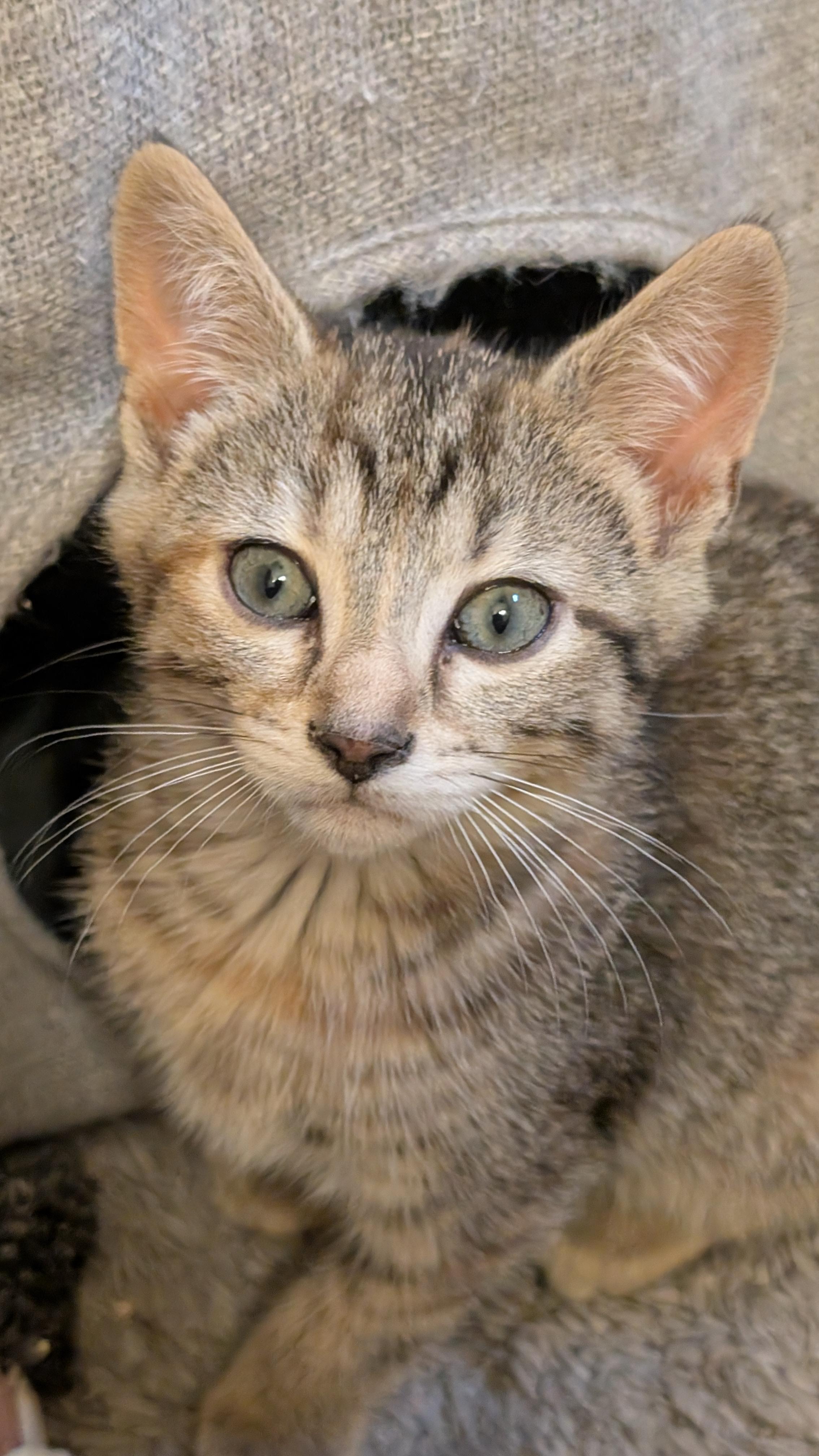 Charlie, a ADOPTABLE Tabby in Morgantown, WV image 2/3