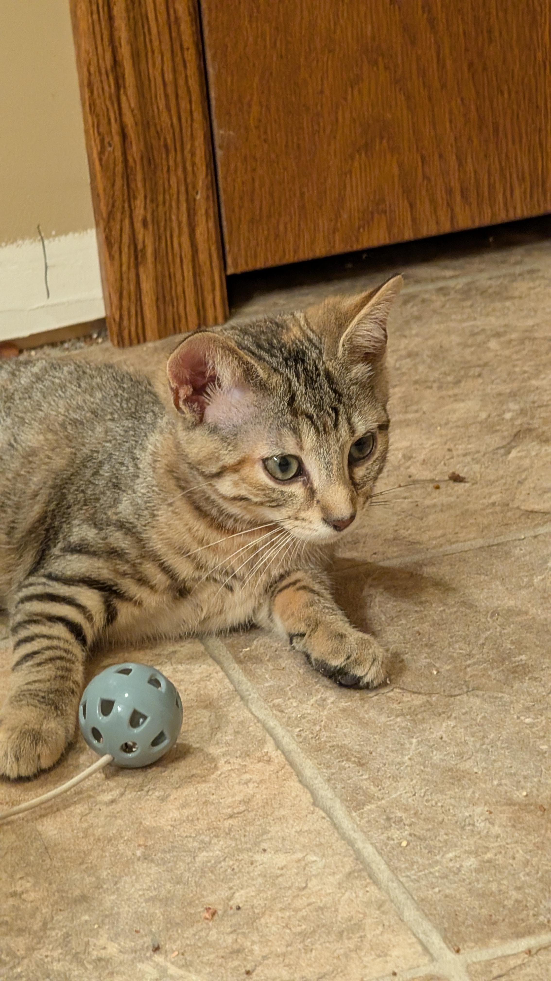 Charlie, a ADOPTABLE Tabby in Morgantown, WV image 3/3