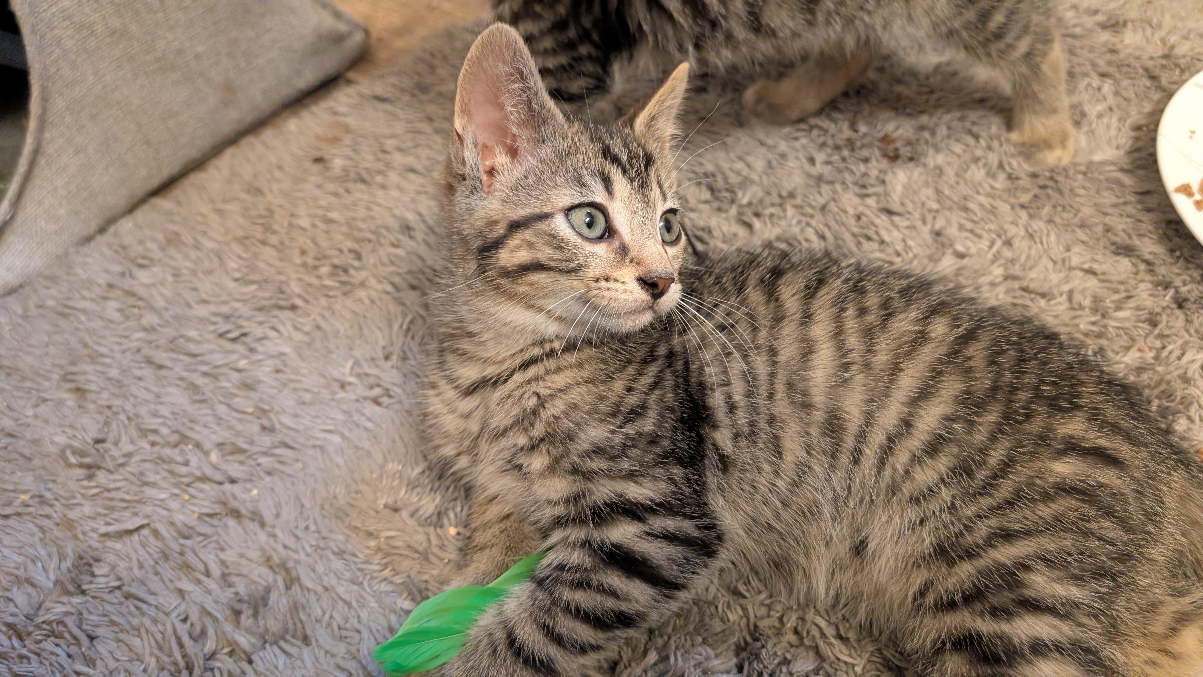 Charlie, a ADOPTABLE Tabby in Morgantown, WV image 1/3