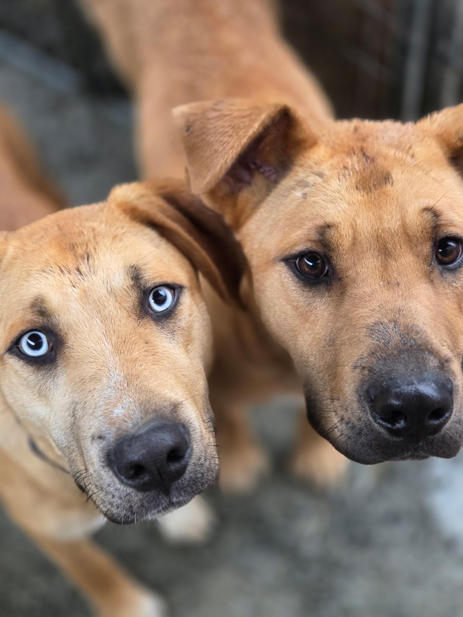 Enlarge Peter, a ADOPTABLE mixed breed in Port Angeles, WA image 2/2