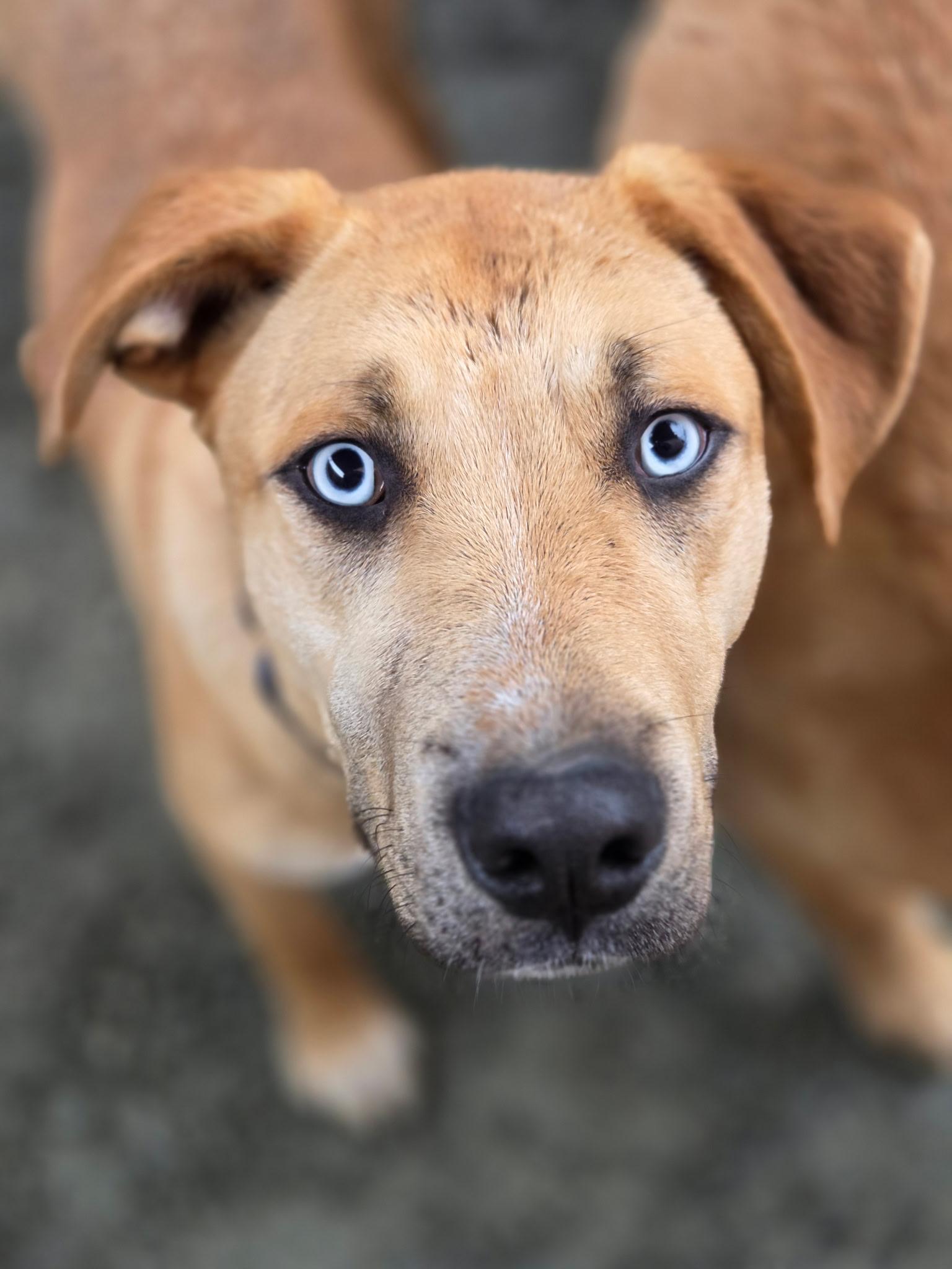 Enlarge Peter, a ADOPTABLE mixed breed in Port Angeles, WA image 1/2