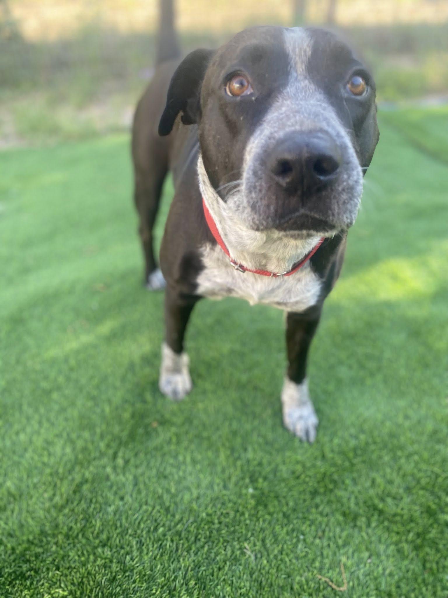 Summer, a Adoptable mixed breed in San Antonio, TX image 5/5