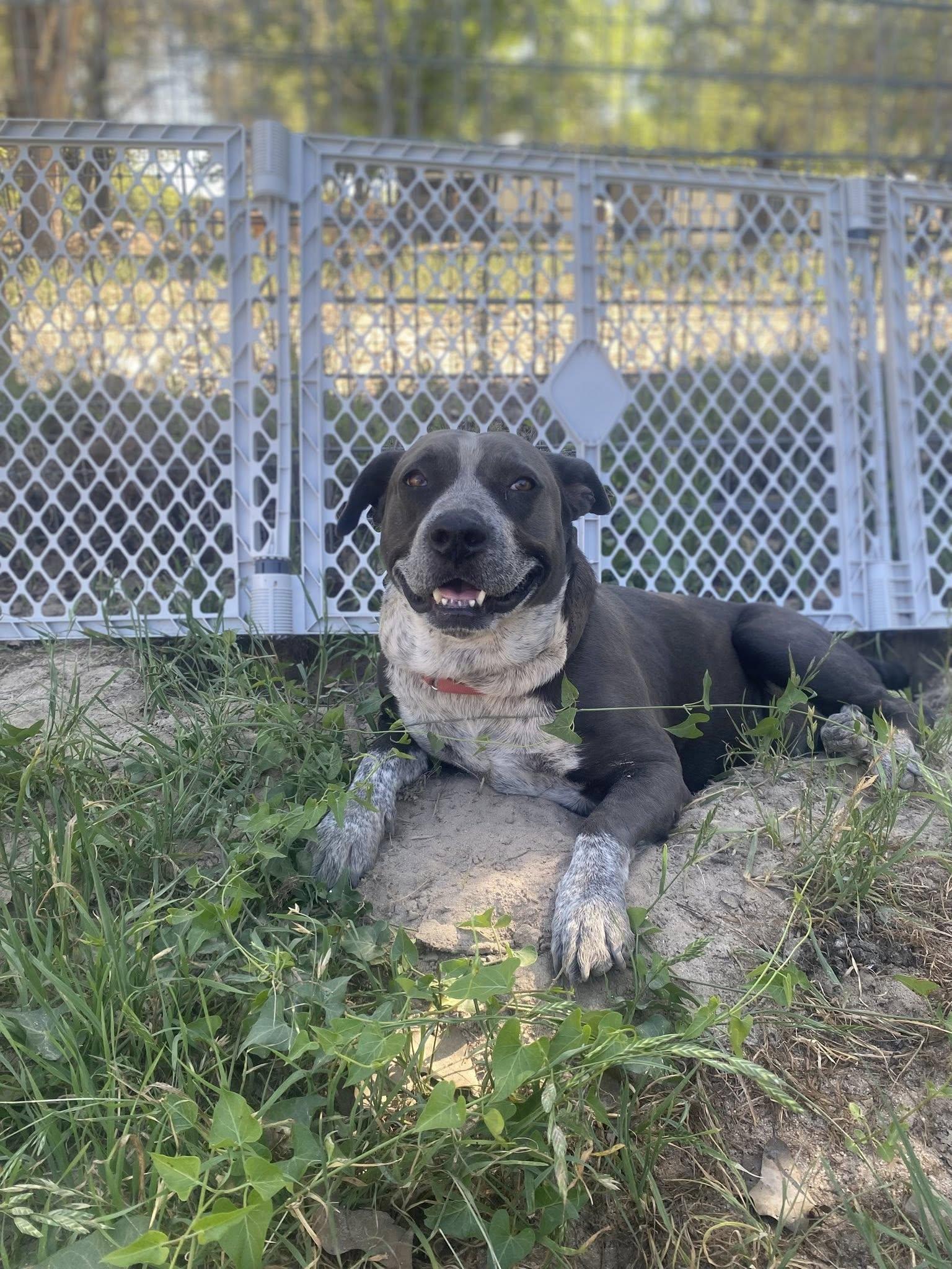 Summer, a Adoptable mixed breed in San Antonio, TX image 4/5