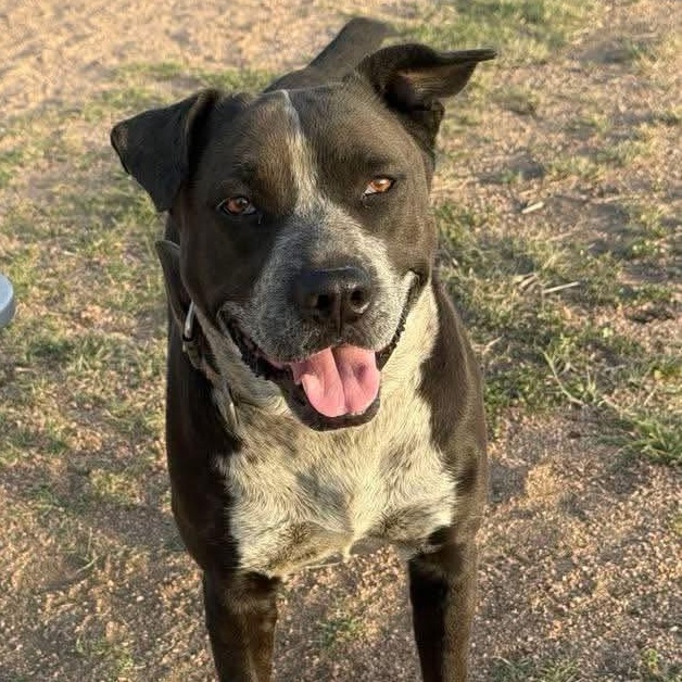 Summer, Adoptable, Adult Female Pit Bull Terrier.