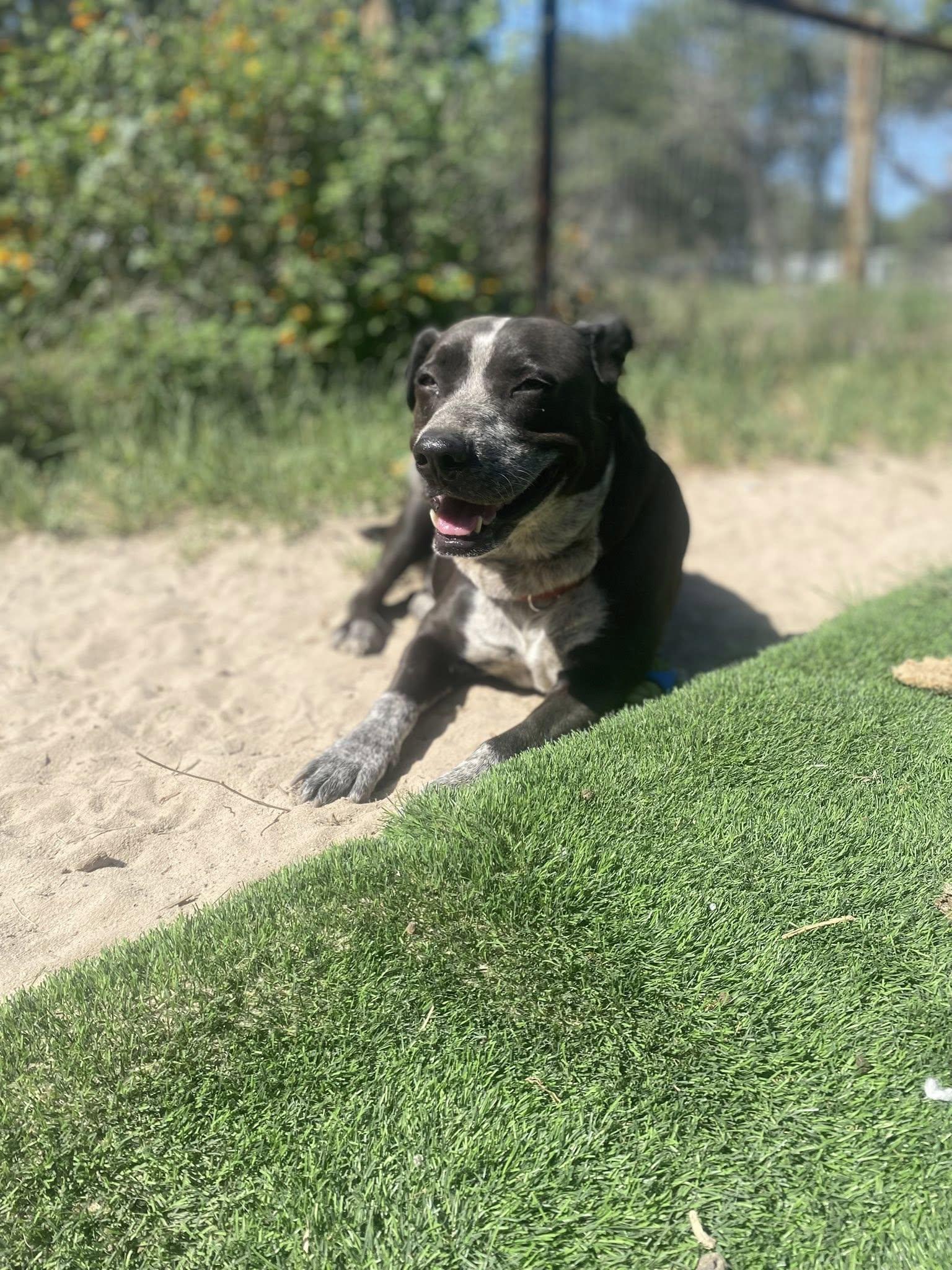 Summer, Adult Female Pit Bull Terrier