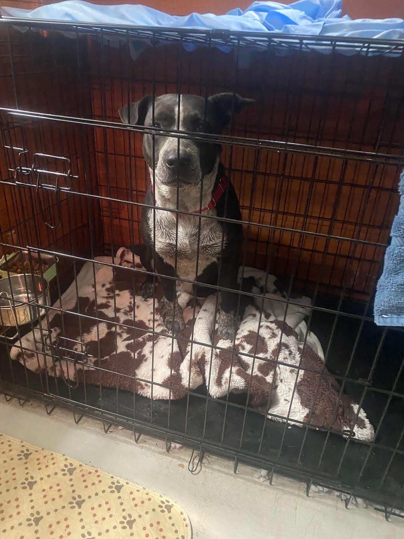 Summer, a Adoptable mixed breed in San Antonio, TX image 3/5