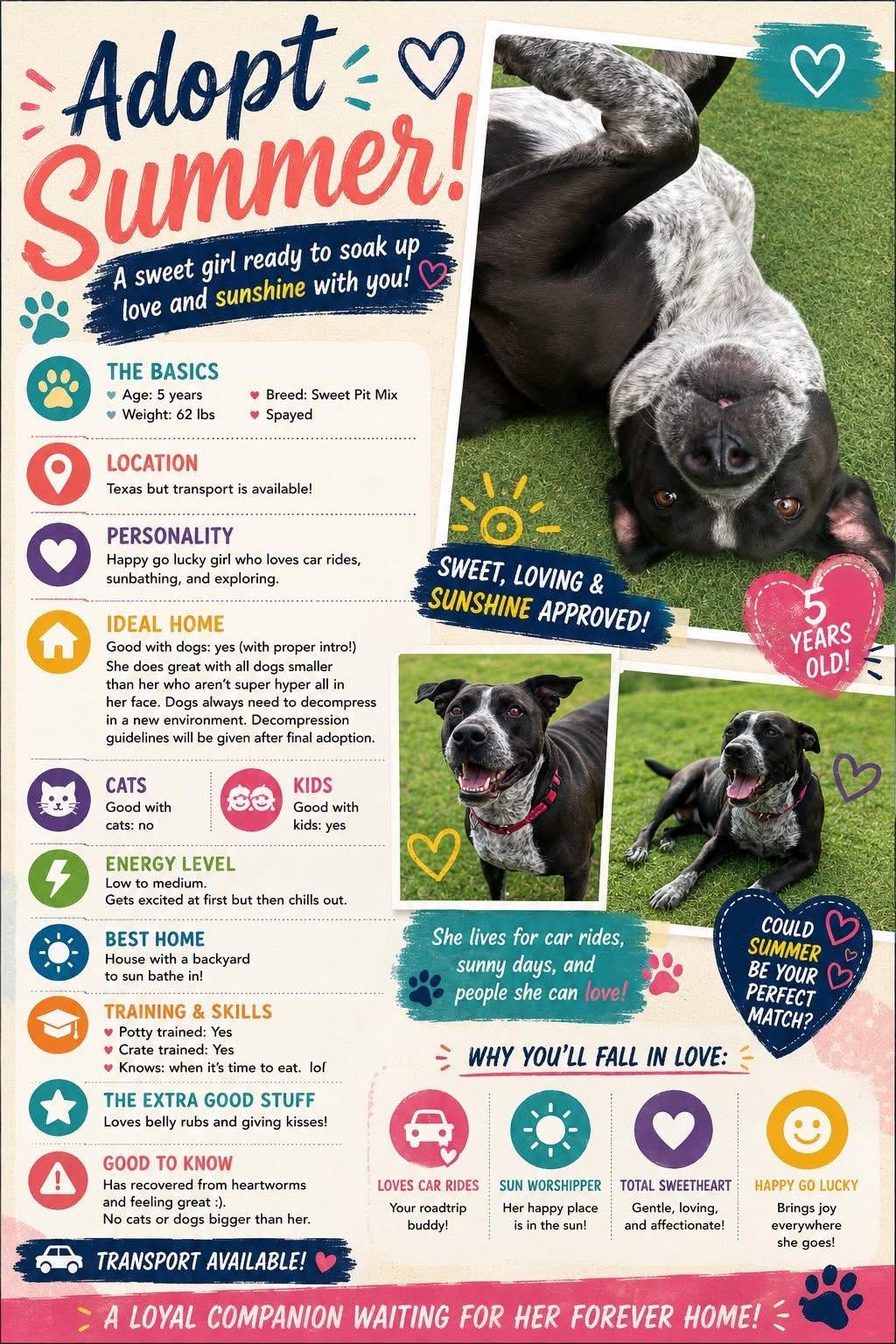 Summer, a Adoptable mixed breed in San Antonio, TX image 2/6