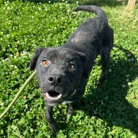 Darla, Adoptable, Adult Female Mixed Breed.
