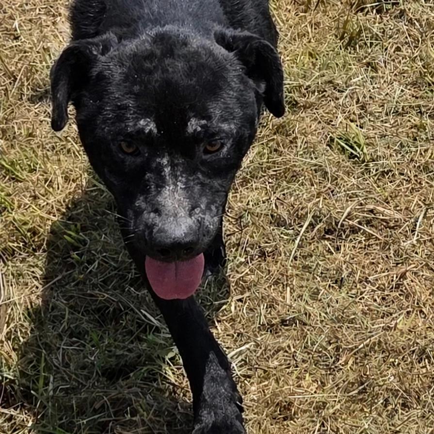 Enlarge Darla, a Adoptable Mixed Breed in Durant, OK image 2/4