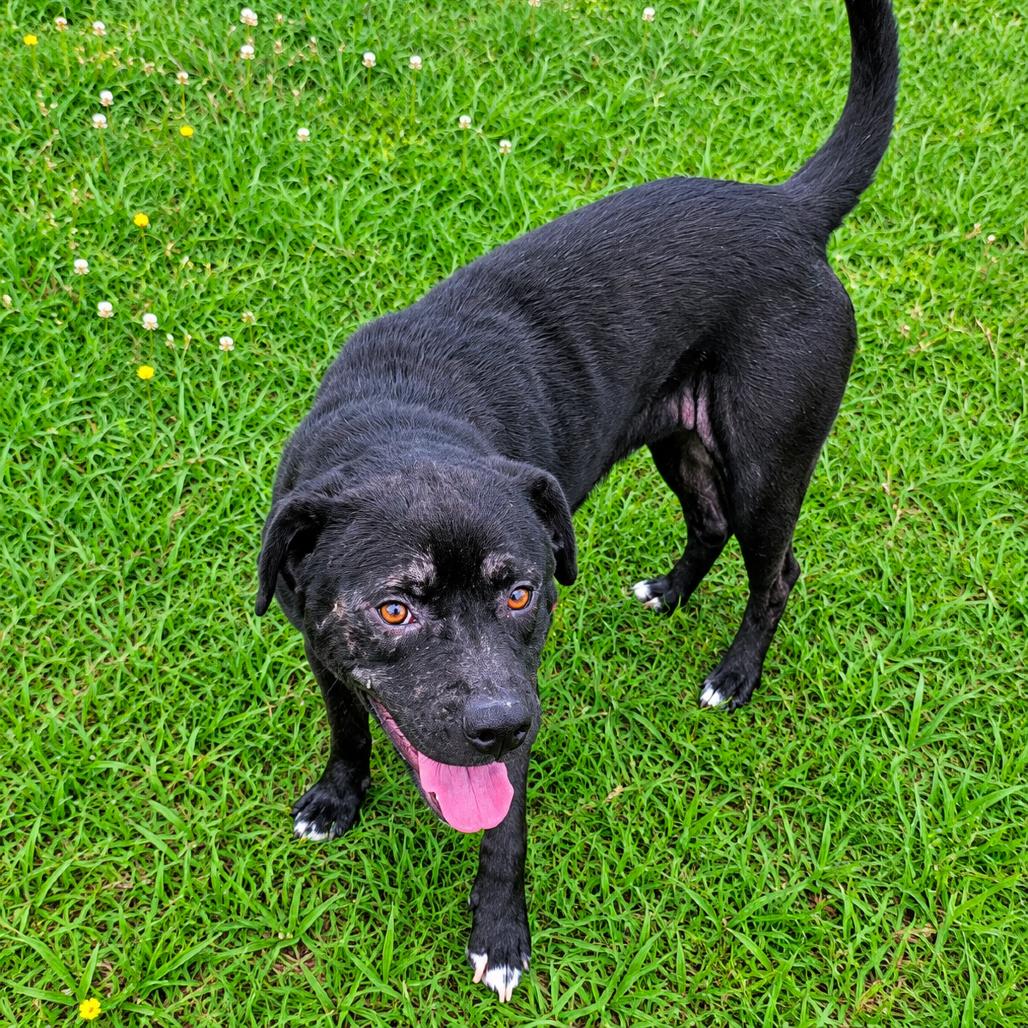 Enlarge Darla, a Adoptable Mixed Breed in Durant, OK image 3/4