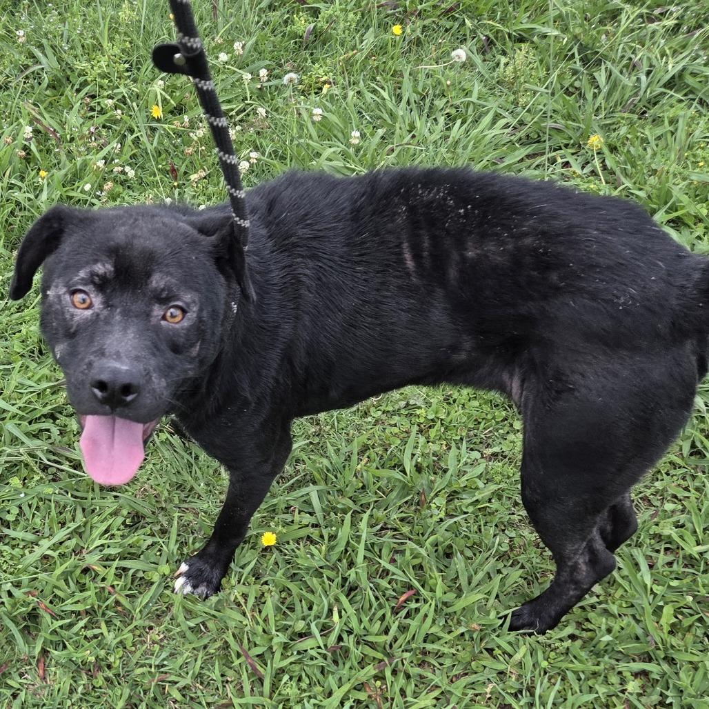Enlarge Darla, a Adoptable Mixed Breed in Durant, OK image 4/4