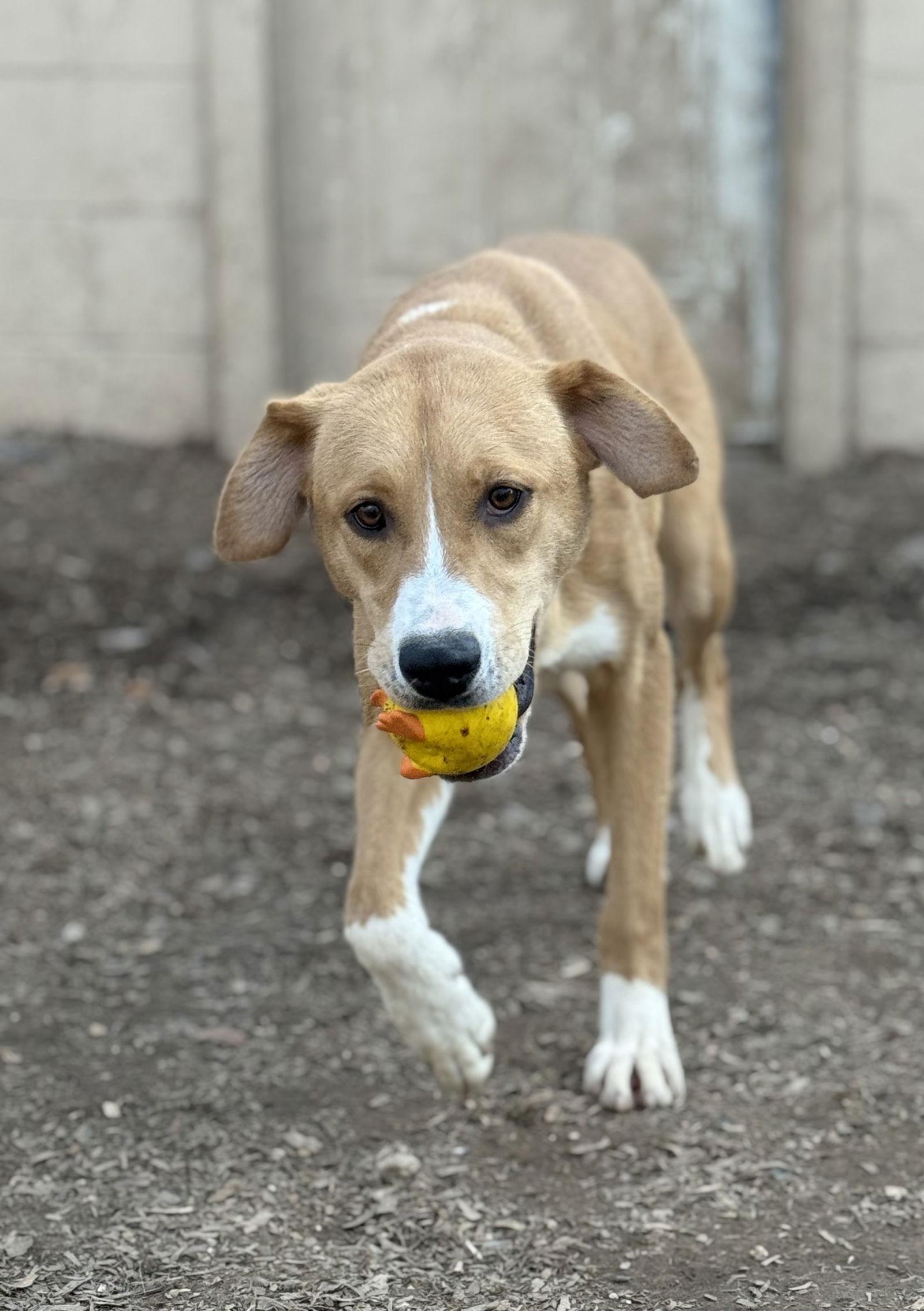 Enlarge Dori, a Adoptable mixed breed in Corning, AR image 2/3