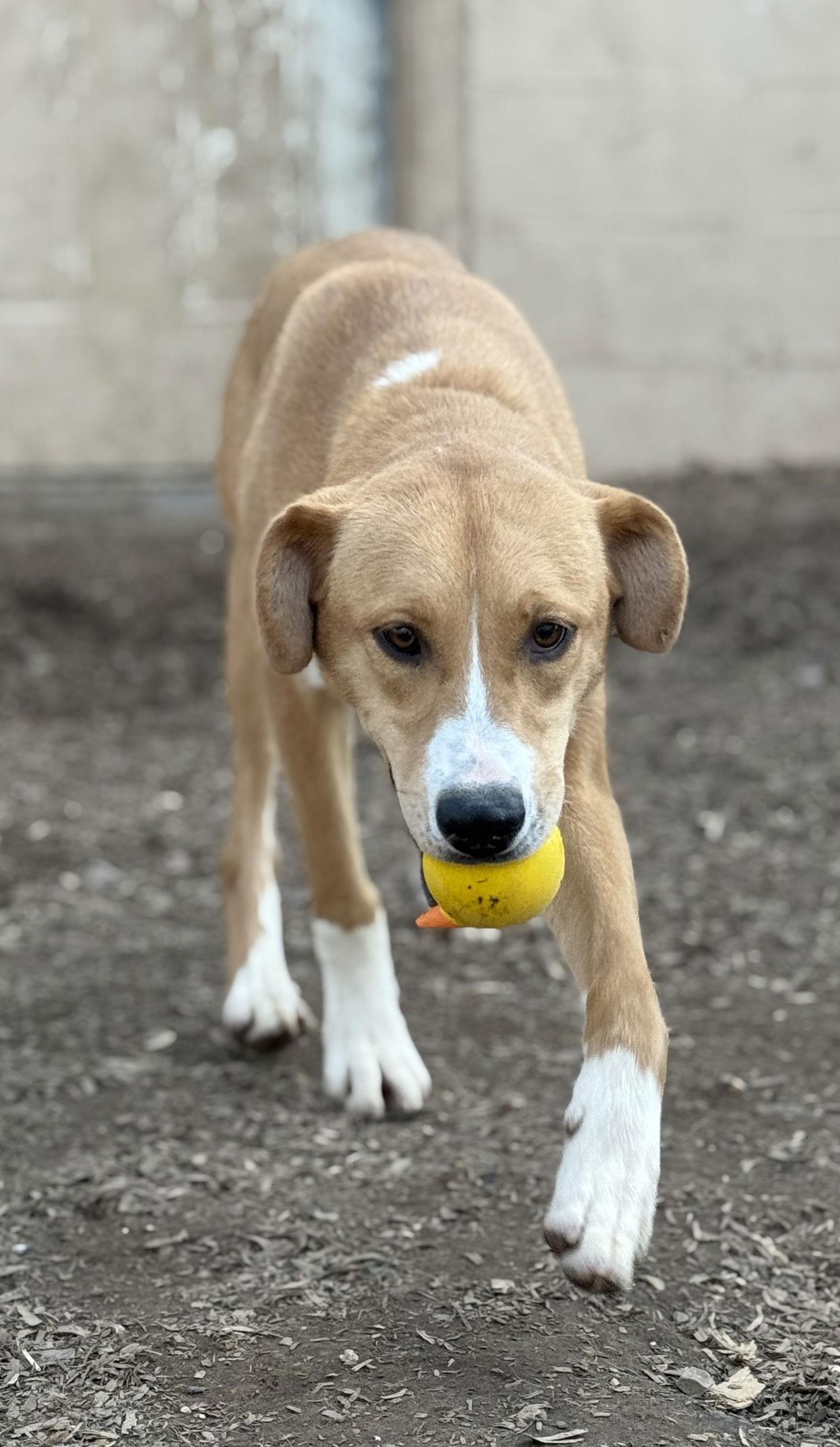 Enlarge Dori, a Adoptable mixed breed in Corning, AR image 3/3
