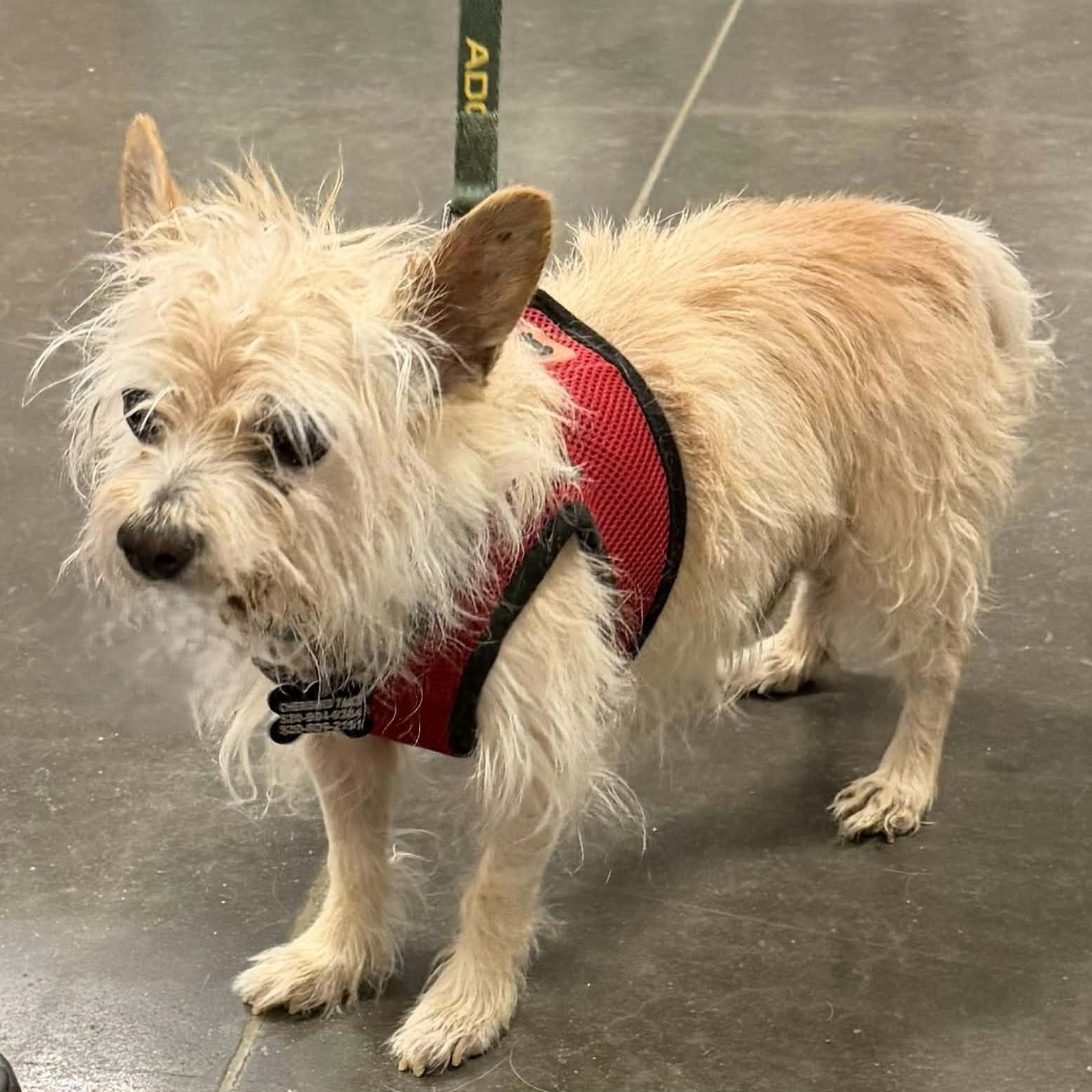 EARL, a ADOPTABLE mixed breed in Marana, AZ image 2/3