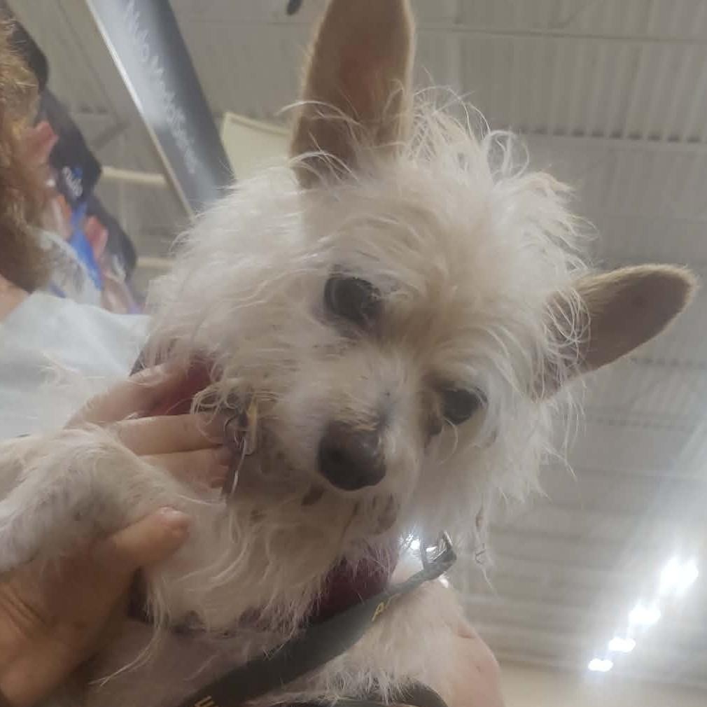 Enlarge EARL, a ADOPTABLE mixed breed in Marana, AZ image 4/5