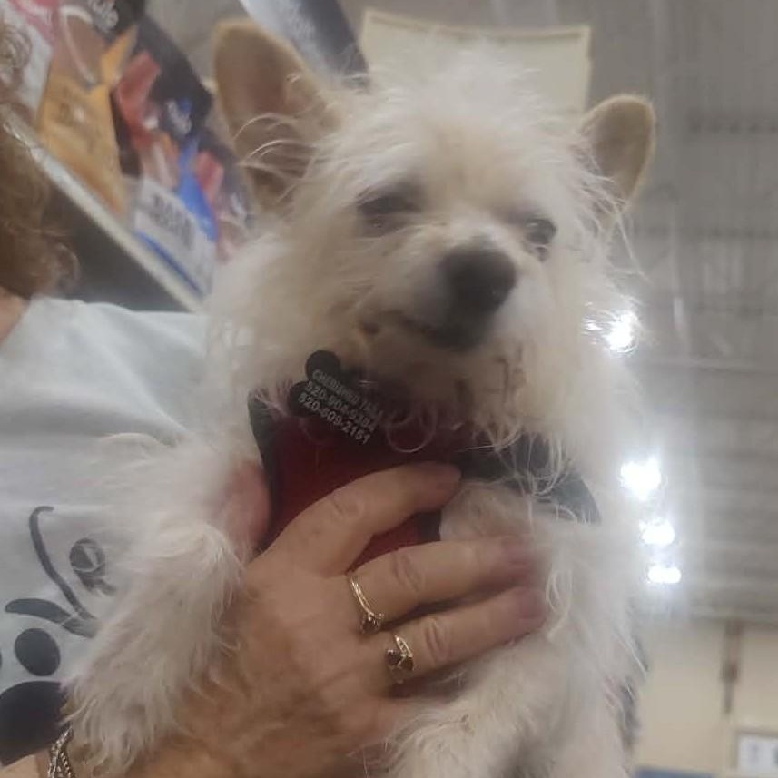 Enlarge EARL, a ADOPTABLE mixed breed in Marana, AZ image 2/5