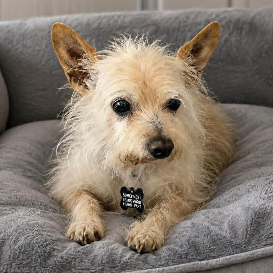 EARL, ADOPTABLE, Senior Male Glen of Imaal Terrier & Yorkshire Terrier.