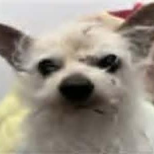 EARL, a ADOPTABLE mixed breed in Marana, AZ image 3/3