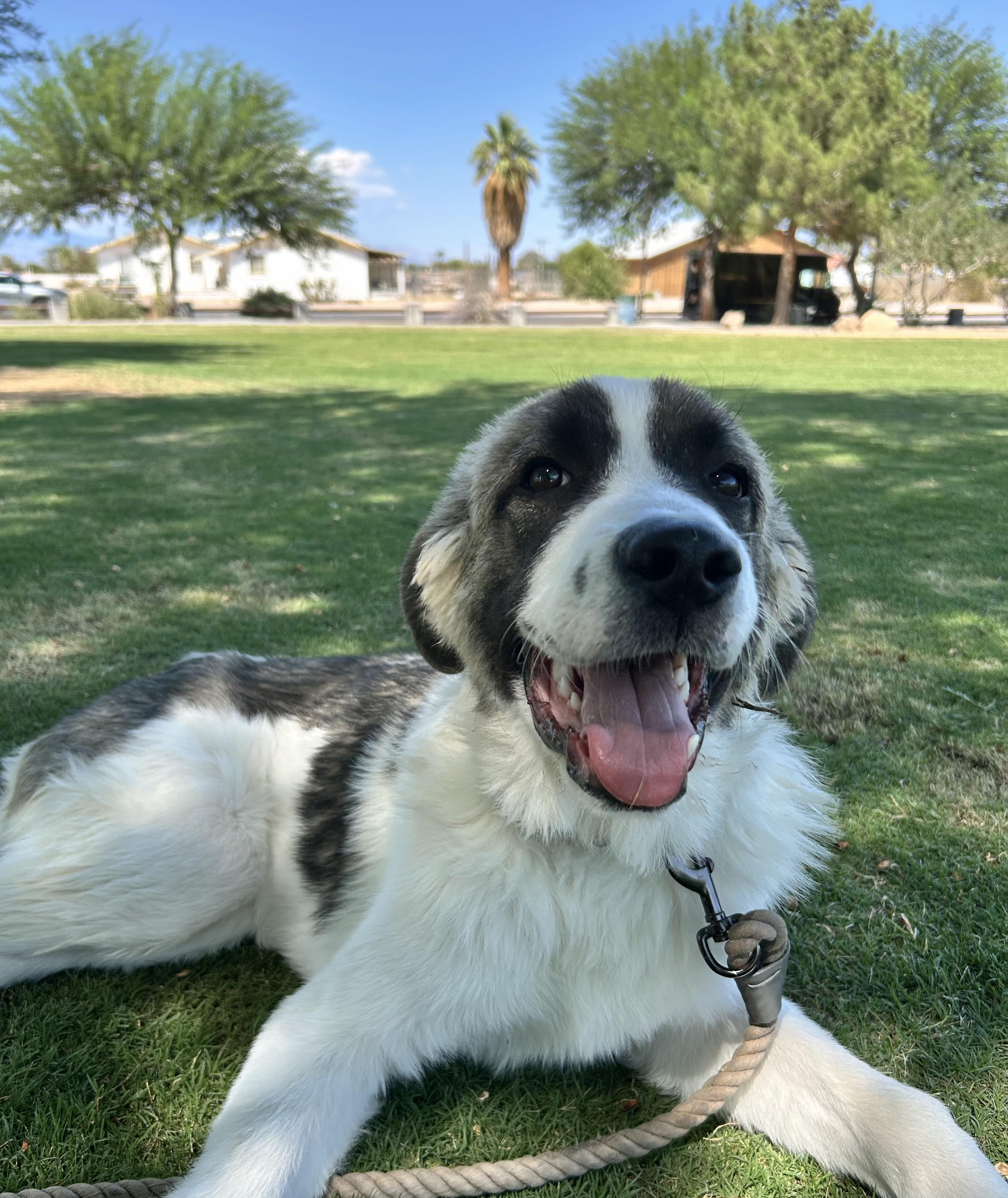 Milo, Adopted, Young Male Great Pyrenees.
