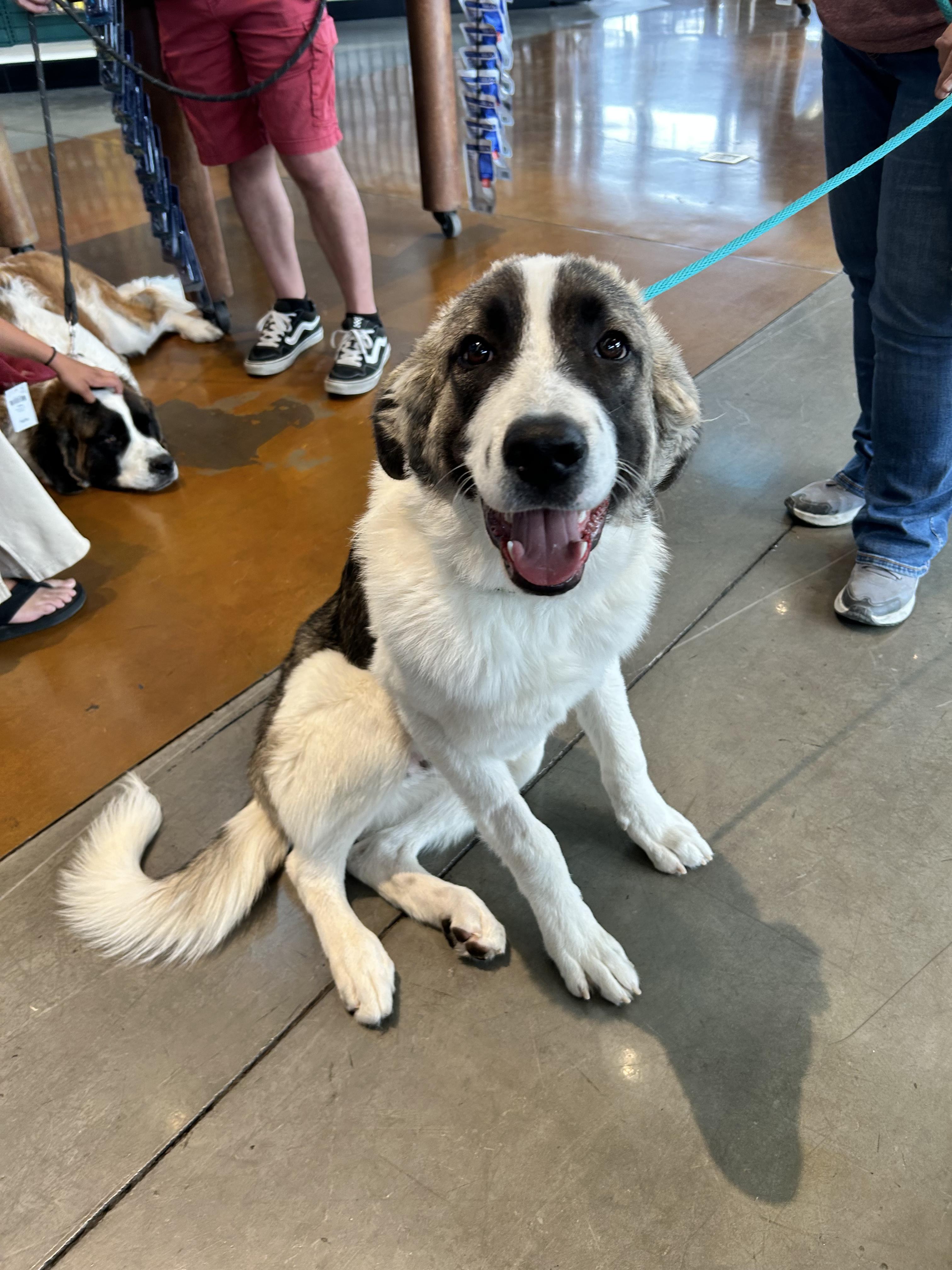 Enlarge Milo, a Adopted mixed breed in Las Vegas, NV image 2/2