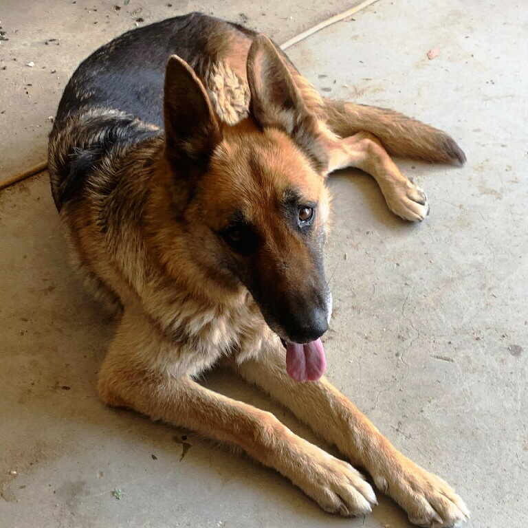 Sasha, a Adoptable German Shepherd Dog in Pleasant Grove, CA image 1/2