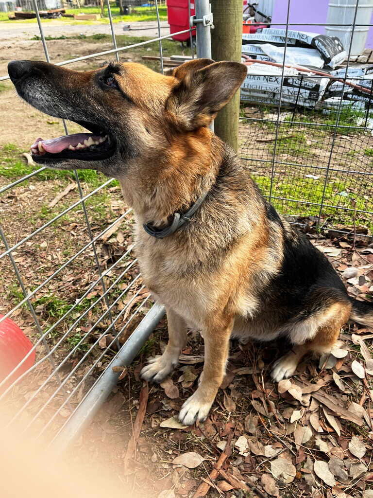 Sasha, a Adoptable German Shepherd Dog in Pleasant Grove, CA image 2/2