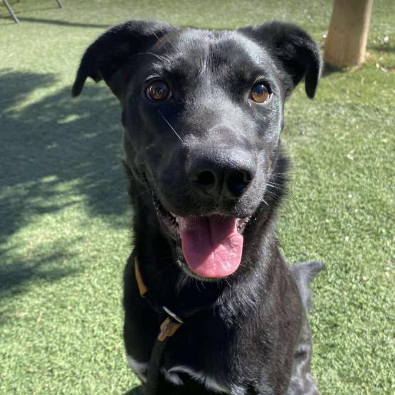 Skipper, Adoptable, Young Female Border Collie.