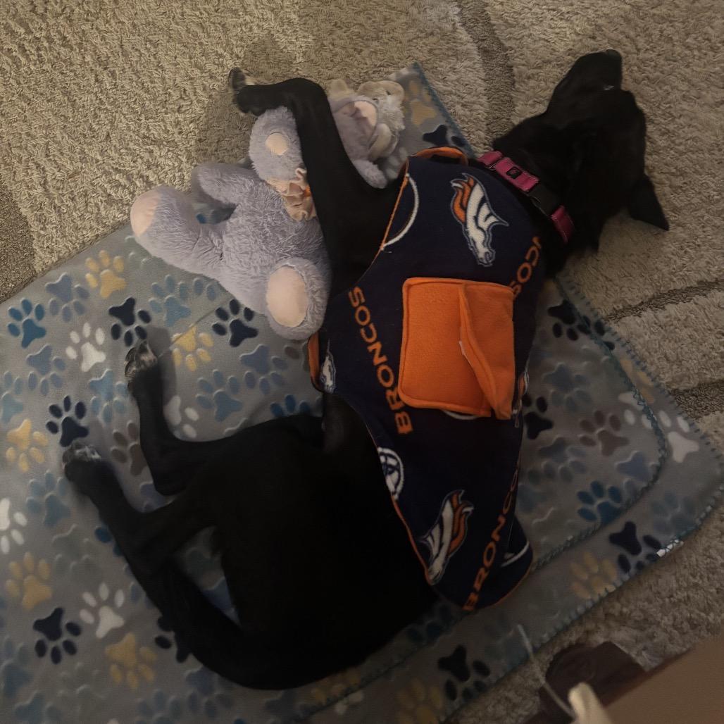 Skipper, Adoptable, Young Female Border Collie.