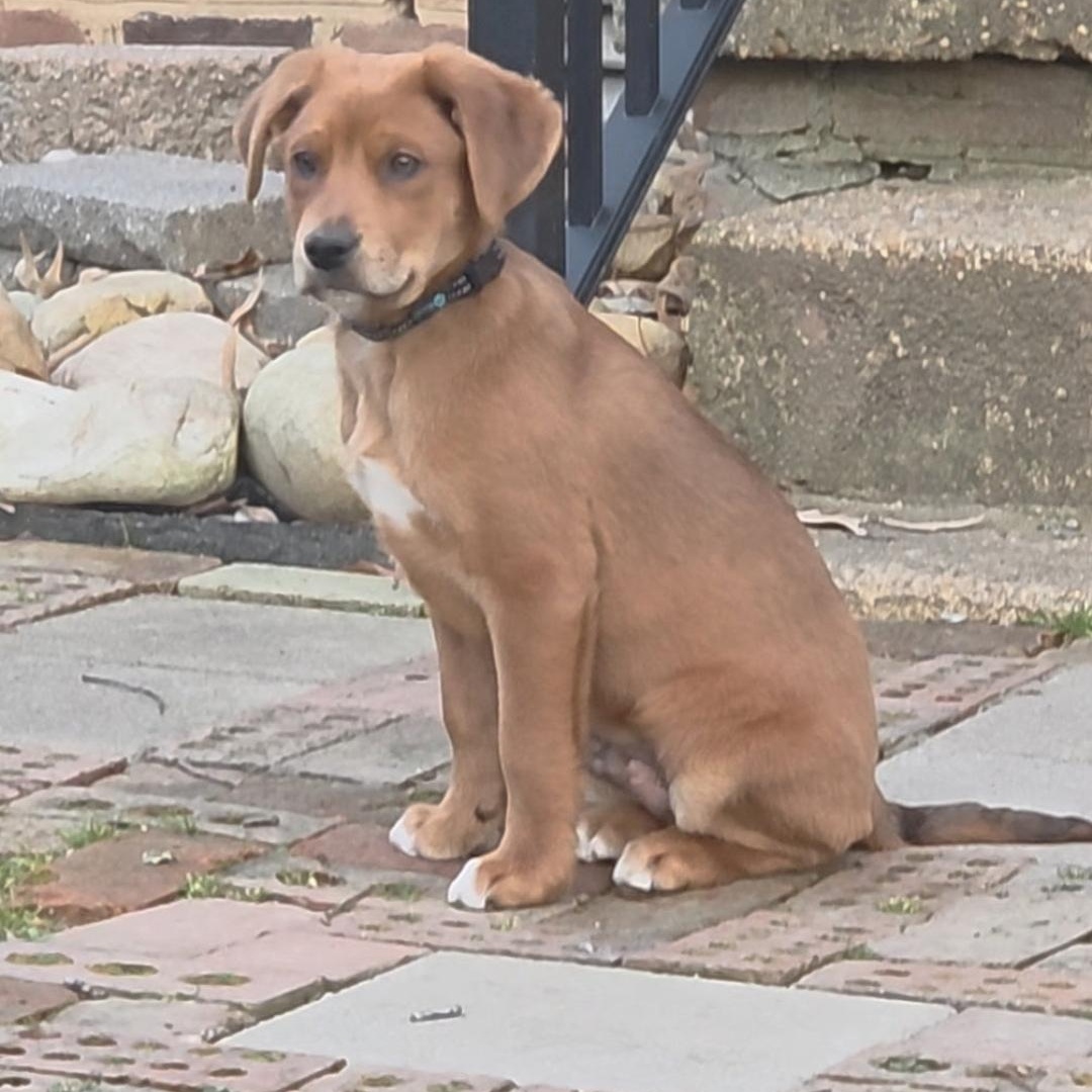 Oliver, adopted, Puppy Male German Shepherd Dog & Labrador Retriever.