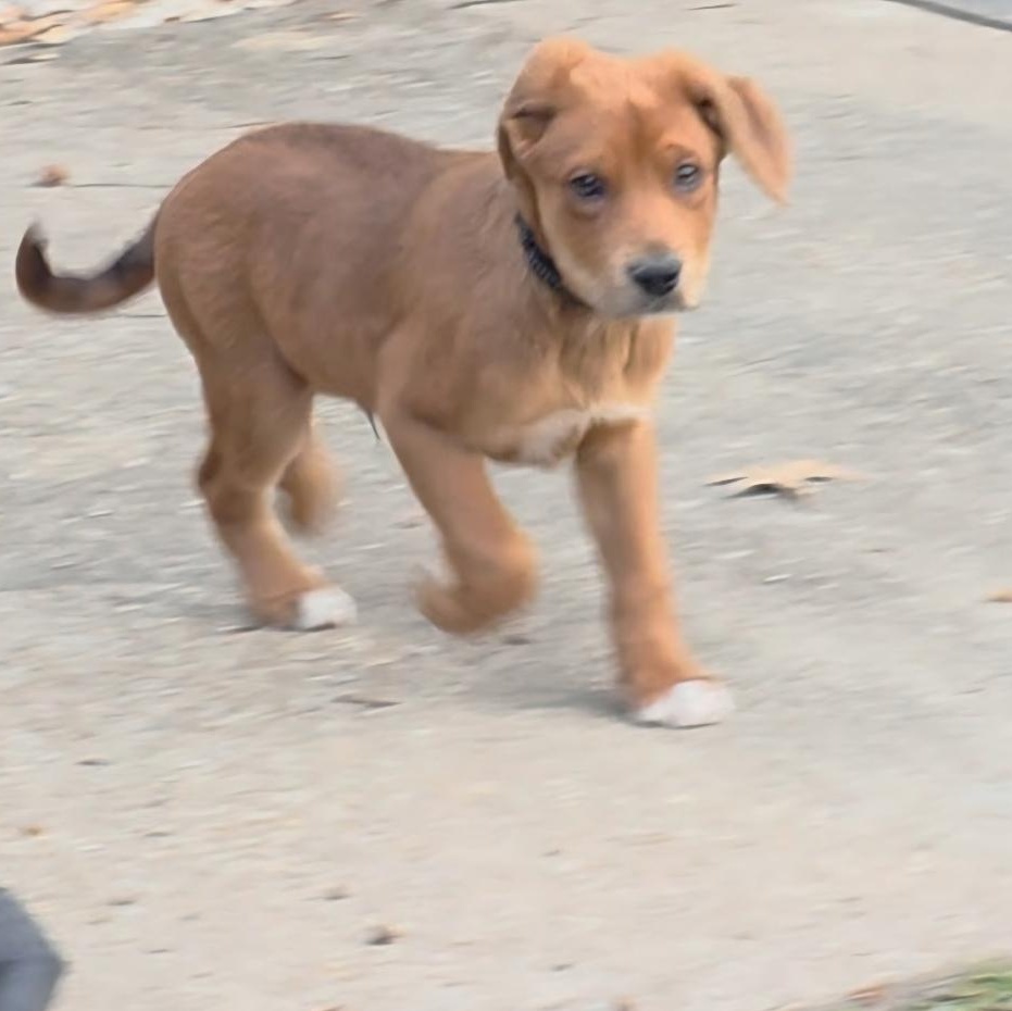 Oliver, an adopted mixed breed in Colonial Heights, VA image 2/2