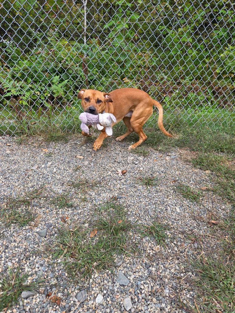 Dozer, Adoptable, Young Male Labrador Retriever & Mastiff.