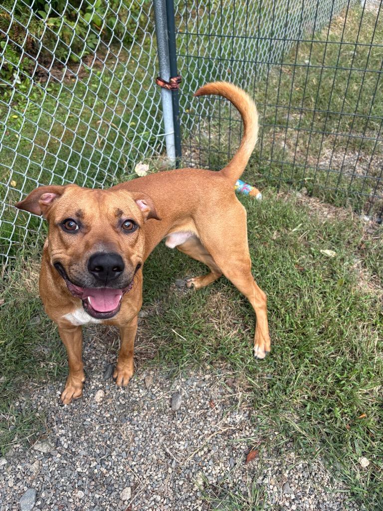 Enlarge Dozer, a Adoptable mixed breed in Lunenburg, VT image 2/3