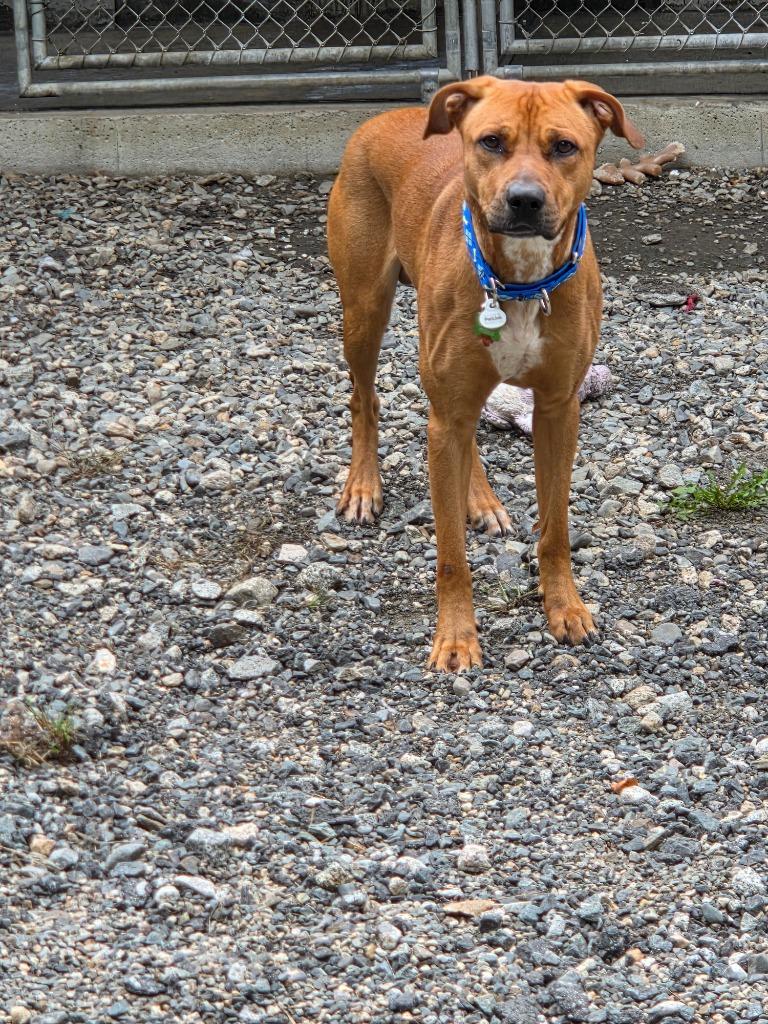 Enlarge Dozer, a Adoptable mixed breed in Lunenburg, VT image 3/3